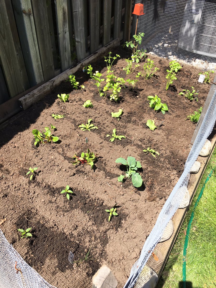 NickDeStef7's tweet photo. #garden #Day1  #cherrytomato #basil #celery #parsley #spinach #jalapeno #chives #mint #endive #escarole #carrots #cubanellepeppers https://t.co/QgcrlAE2iI