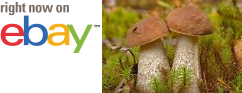 MycMush's tweet photo. •♮ 20 g BIRCH #BOLETE Seeds #Leccinum scabrum #Mushroom Scaber Stalk Mycelium + eBook https://t.co/ePmDi3BD66 https://t.co/RmtUrp1Yyw