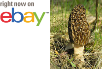 MycMush's tweet photo. ♯♥ 100 g BLACK #MOREL Seeds #Morchella elata Spawn Spores Mushroom #Mycelium Fungus https://t.co/2Pv9ktLIo2 https://t.co/WqFR8AE83u