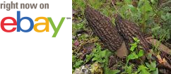 MycMush's tweet photo. Ω◔ 15 g LANDSCAPE BLACK #MOREL Spawn #Morchella importuna Mushroom #Mycelium Seeds https://t.co/4DoC0hl1CR https://t.co/EDtQUNZMsX