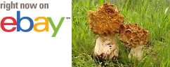 MycMush's tweet photo. ❝❝ 15 g BIGFOOT #MOREL Spawn #Morchella crassipes #Mushroom Mycelium Seeds Spores https://t.co/NWtOTzUhFJ https://t.co/1pmQLxh6ZX