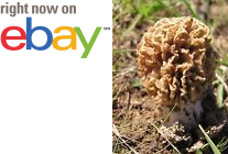 MycMush's tweet photo. ◊◊ 15 g Dry Seeds YELLOW #MOREL #Mushroom Spawn #Morchella steppicola Spores Mycelium https://t.co/MD1KHBXOgW https://t.co/DV4ErhXe3Q