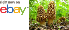 MycMush's tweet photo. ◕Δ 30 g BLACK #MOREL Spawn #Morchella elata Seeds Spores Mushroom #Mycelium + eBook https://t.co/Hq5xmh6ELv https://t.co/orWC7mIQdj