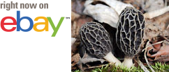 MycMush's tweet photo. ♠♧ 25 g GRAY #MOREL Spawn #Morchella tomentosa Mushroom Seeds #Spores Mycelium + eBook https://t.co/C1kyaPkjZU https://t.co/QjIjITzOyB