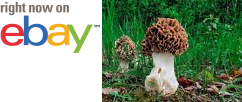 MycMush's tweet photo. ♯ő 30 g BIGFOOT #MOREL Mycelium #Morchella crassipes #Mushroom Spawn Seeds Spores https://t.co/P9RtAIrPHN https://t.co/A02R1DDZhX