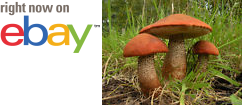 MycMush's tweet photo. Ð❧ 20 g RED CAPPED SCABER STALK Spawn #Leccinum aurantiacum #Mushroom Mycelium Seeds https://t.co/6qdJLQZ2kg https://t.co/rpCgkLCJkI