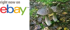MycMush's tweet photo. Δ❃ 20 g Spawn MOTTLED #BOLETE Seeds #Leccinum variicolor #Mushroom Mycelium Spores https://t.co/9fsJP8hwGs https://t.co/JWI67Lul7a