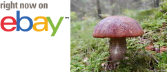 MycMush's tweet photo. ✔❧ 20 g FOXY #BOLETE Spawn #Leccinum vulpinum #Mushroom Mycelium Seeds + Free eBook https://t.co/OqtwyN5F1t https://t.co/aBUE4WWnpR