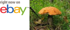 MycMush's tweet photo. ◕♡ 20 g ORANGE BIRCH #BOLETE Spawn #Leccinum versipelle #Mushroom Mycelium Seeds https://t.co/SOw090BcQH https://t.co/JRLafynzxB