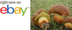 MycMush's tweet photo. ❝✔ 20 g Spawn LECCINO #Mushroom Seeds #Leccinum lepidum Mycelium Boletus Spores  https://t.co/sKQPp51pAz https://t.co/uCt4srn0kX