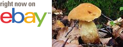 MycMush's tweet photo. ő◕ 20 g SAFFRON #BOLETE #Mushroom Spawn #Leccinum crocipodium Mycelium Seeds Spores https://t.co/0AGGRXfYDo https://t.co/dR6ITrIkrj