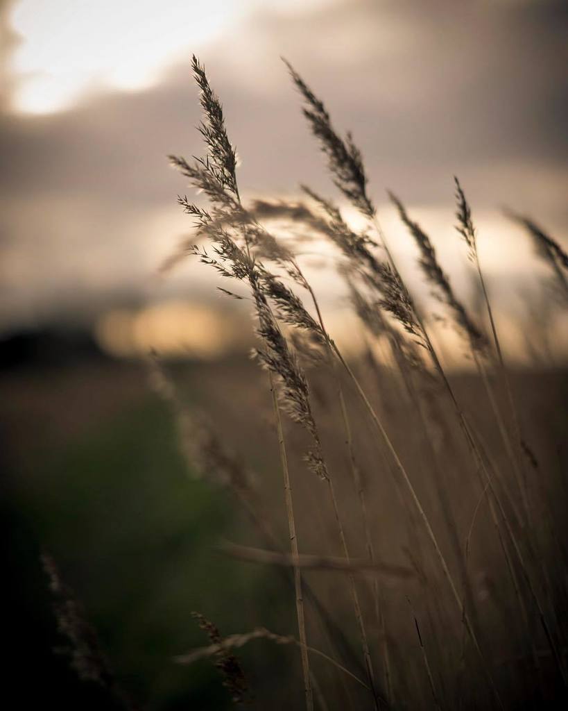 southwoldphoto's tweet photo. Buss Creek sunset
.
#coastalliving #sunset #photosofbritain #zeiss #sky #Southwold #suffolk #reeds #dusk #atmosphe… https://t.co/YJELkvEbZb https://t.co/YHwno2TirZ