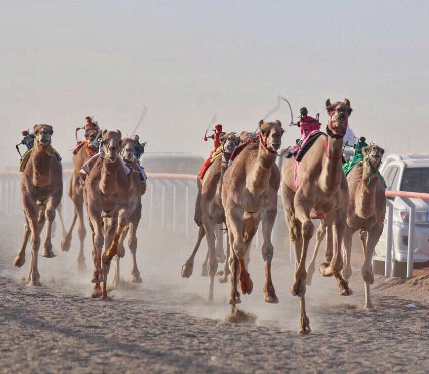 jaber_nasser's tweet photo. الهجن لا بد من الالتفات لها واعطائها اهميتها لانها رياضتنا ورياضه ابائنا واجدادنا وهي ماضينا الذي نفتخر به 

 #اهل_الهجن_ومشاكل_الحدود https://t.co/9ierhlu1LW