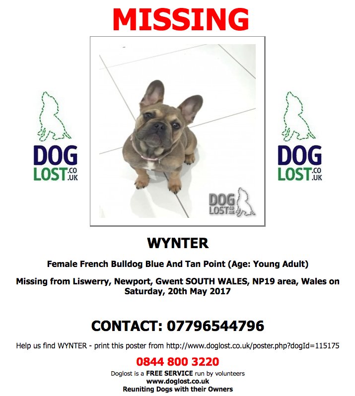 DogLostUK's tweet photo. #LOST WYNTER Female #FrenchBulldog #Liswerry #Newport #NP19 #Lostdog #ScanMe https://t.co/EiNJ5UTo0l https://t.co/nbgz21f4AG