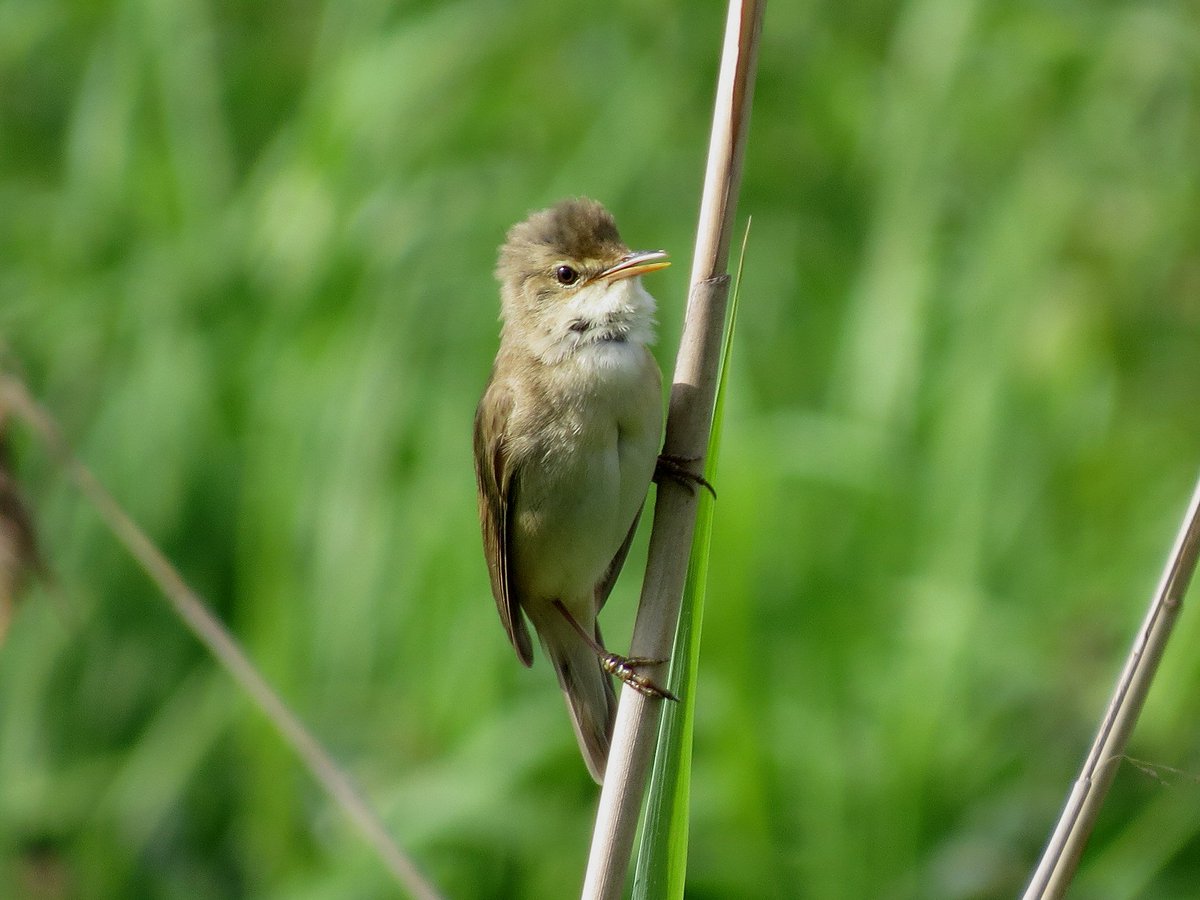 NijmegenBirder's tweet photo. Marsh Warblers singing everwhere, and 31 out of 35 Black Tern nest floats now occupied #OudeWaal #Ooijpolder https://t.co/G9i3GqOlOk