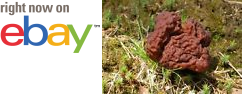 MycMush's tweet photo. ♯❧ 15 g FALSE #MOREL Spawn Brain #Mushroom Seeds #Gyromitra esculenta Spores Mycelium https://t.co/SPXEq9Au42 https://t.co/qnUONoulmB