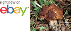 MycMush's tweet photo. ♡ø 30 g Spawn FALSE #MOREL #Gyromitra esculenta Seeds Brain #Mushroom Spores Mycelium https://t.co/1XnsLN1zuM https://t.co/o8C2CAawQo