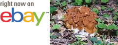 MycMush's tweet photo. ♢♪ 15 g SNOW FALSE #MOREL Spawn #Mushroom Seeds #Gyromitra gigas Spores Mycelium https://t.co/o8uHln8ots https://t.co/MmEcDUk87l