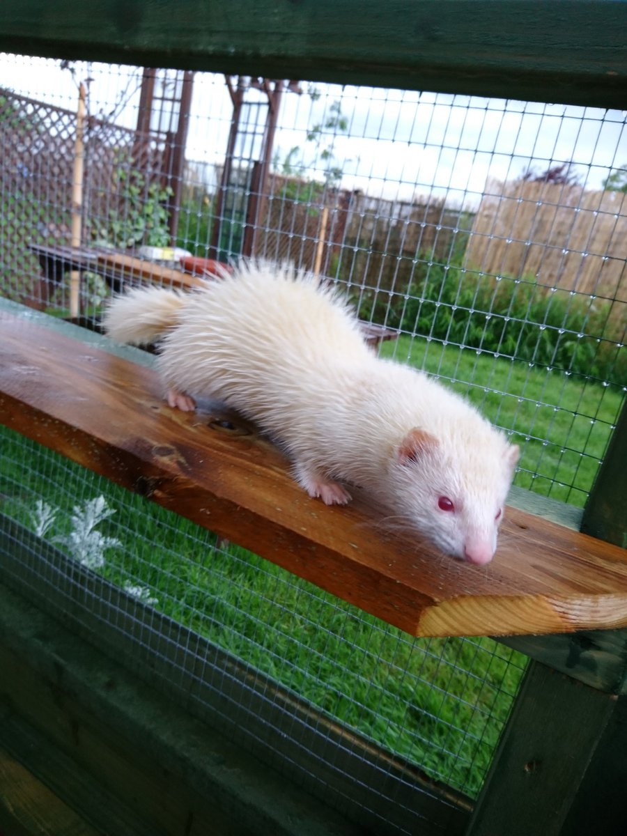 dookandstash's tweet photo. Rocking the rain shower look #fuzzit https://t.co/XLlv6D82t2