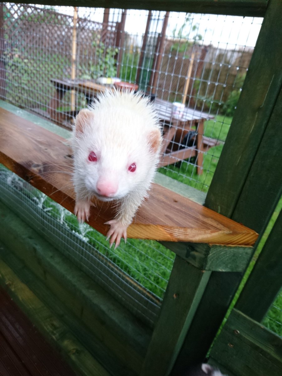 dookandstash's tweet photo. Rocking the rain shower look #fuzzit https://t.co/XLlv6D82t2