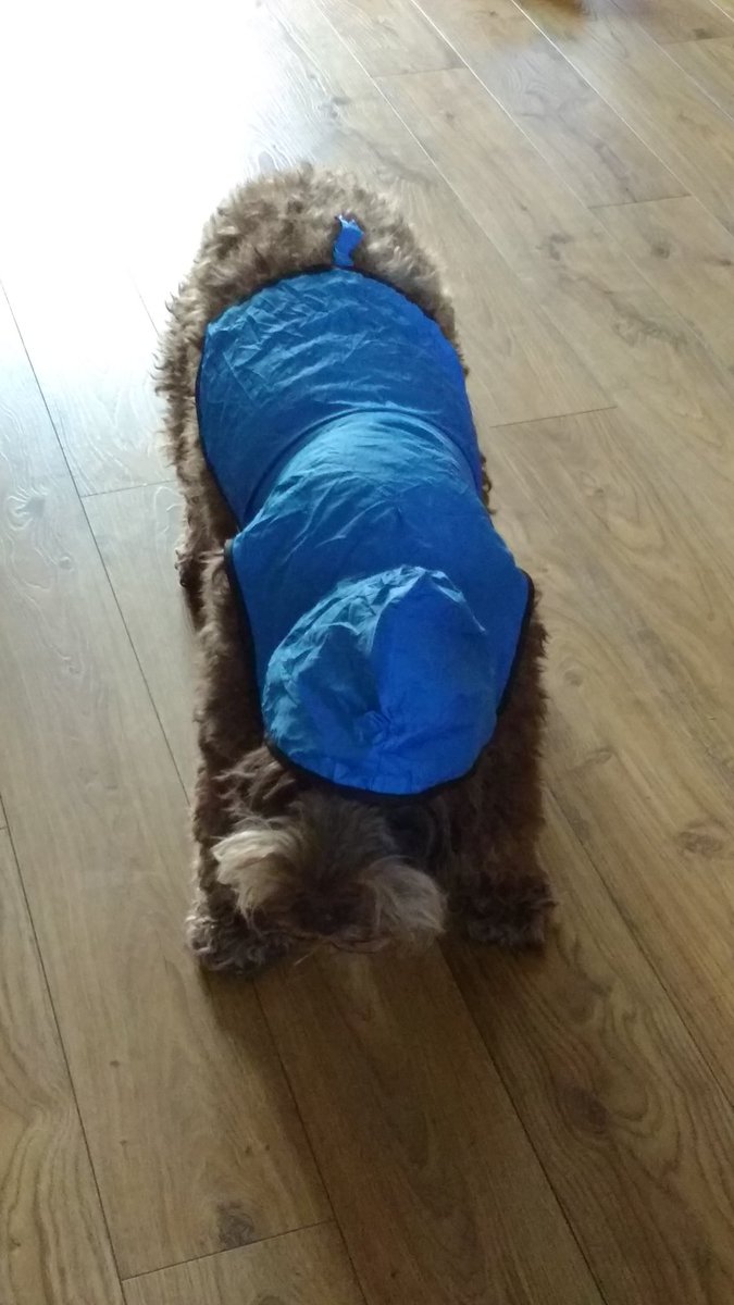 DougieCockapoo's tweet photo. What are they doing to me? #cockapoo https://t.co/3sT4MnRGc6