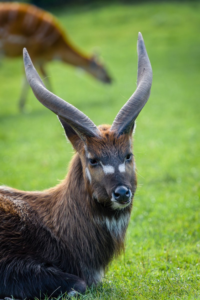 PnPgraphix's tweet photo. #EasternBongo is the largest and heaviest African forest #antelope @UKNikon D750 @Benro_UK tripods https://t.co/X2BOKNPeIL