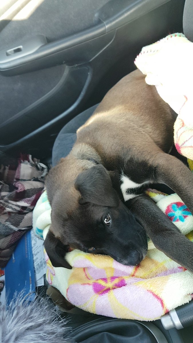 CassEsau's tweet photo. Had to say goodbye to my little baby today, you weren't the smartest dog but you were the absolute sweetest, rest in peace baby 😭😓😔💔 https://t.co/Ich19iz7OH