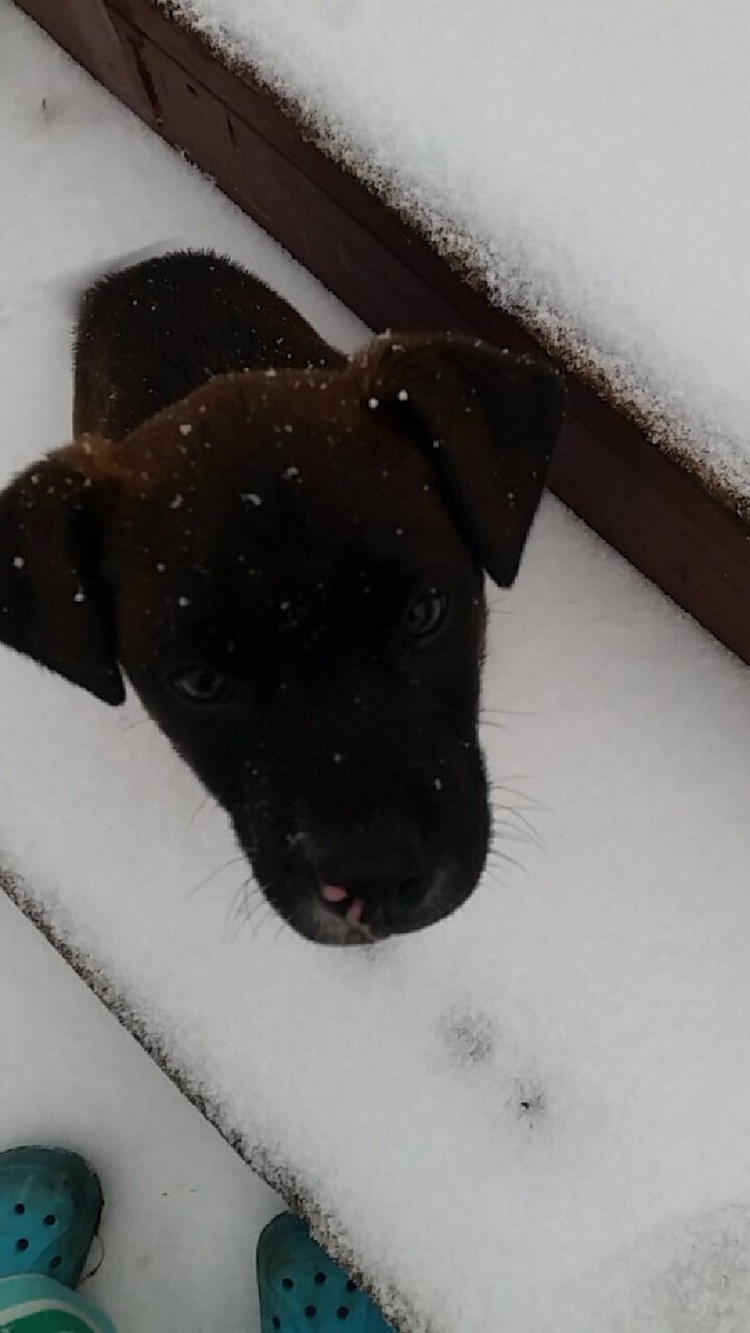 CassEsau's tweet photo. Had to say goodbye to my little baby today, you weren't the smartest dog but you were the absolute sweetest, rest in peace baby 😭😓😔💔 https://t.co/Ich19iz7OH