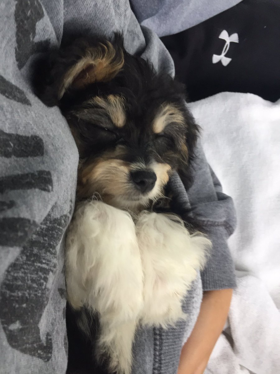 SydWags09's tweet photo. Help us pick a name!! https://t.co/n7tqLAlKac