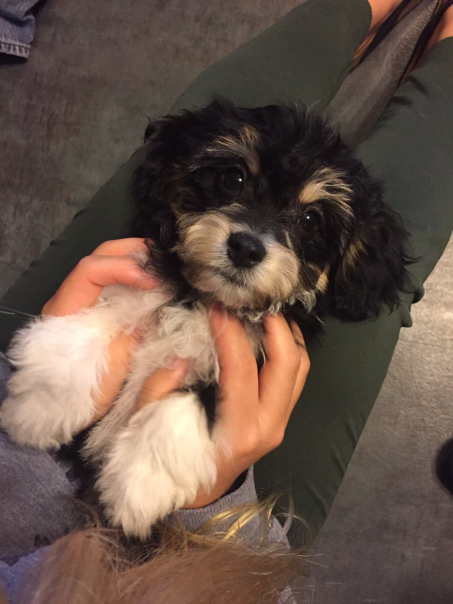 SydWags09's tweet photo. Help us pick a name!! https://t.co/n7tqLAlKac
