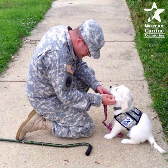 WarriorCanineCn's tweet photo. It's #ArmedForcesDay,a time to celebrate the individuals who have bravely fought for our freedoms. Take a moment today to #ThankAVeteran https://t.co/CpTmW3AHso