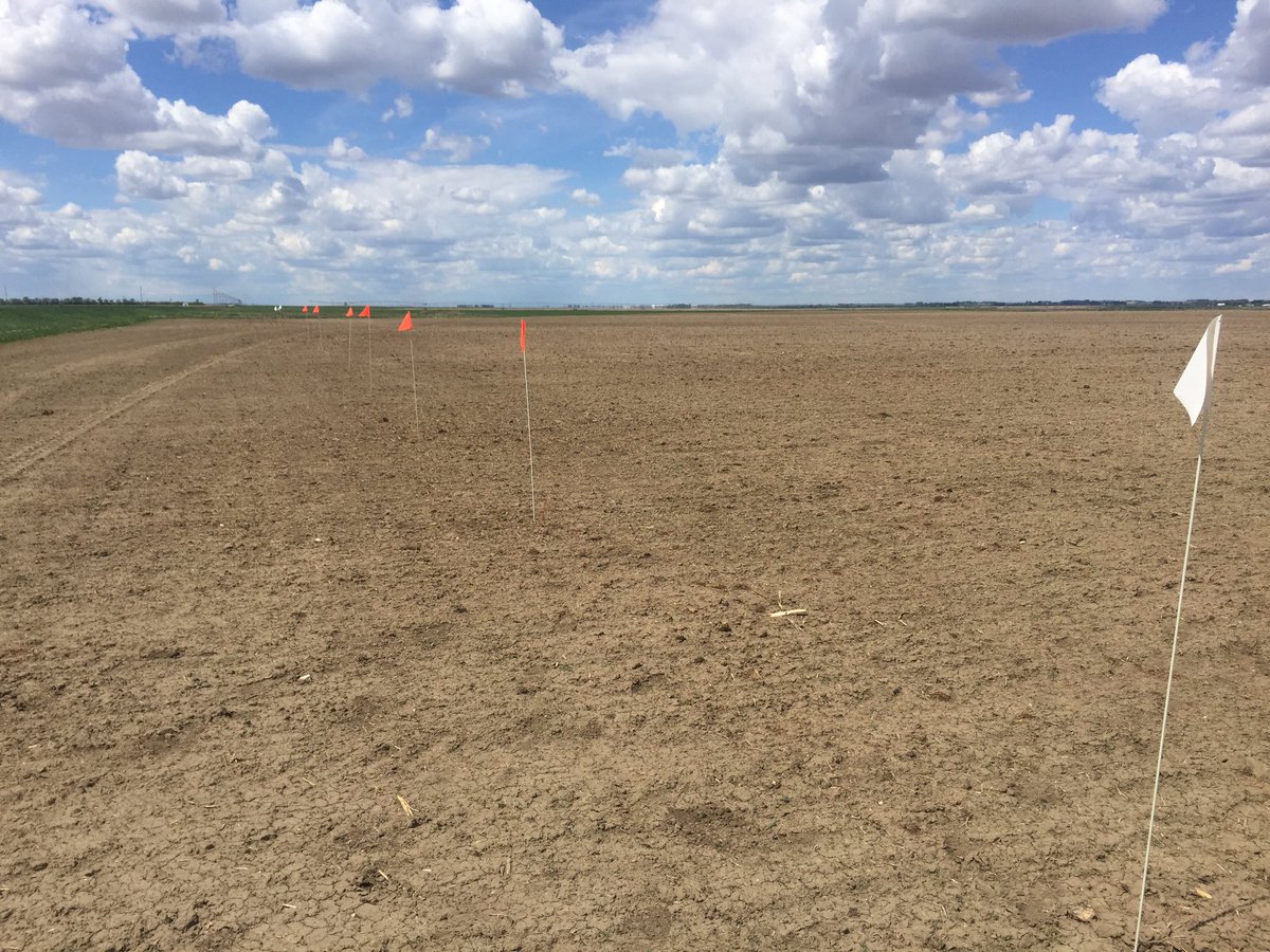 cpfarmsltd's tweet photo. @ThunderSeedAB, @DuPontPioneer and the @DEKALB_Canada varieties making an appearance at the Barnwell variety trial! #sunshinemakescorn https://t.co/m5Wqe545zJ