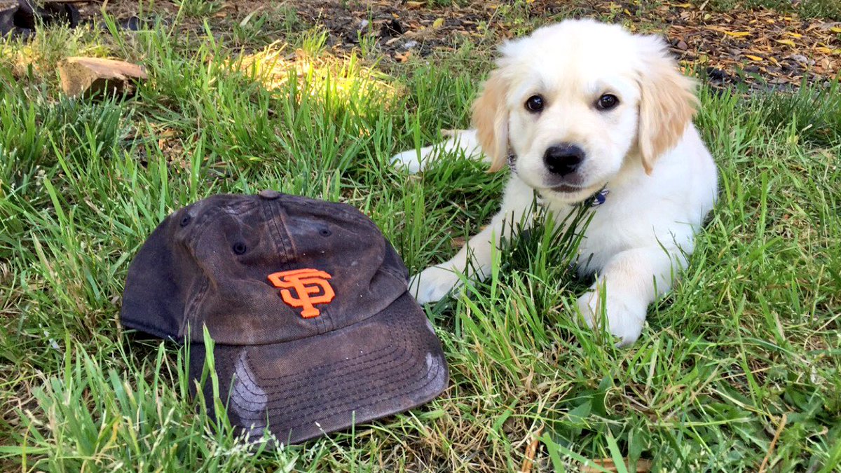 devindeeee's tweet photo. Jameson cheering on his boys today! 
@SFGiants @AmyGGiants @FlemmingDave https://t.co/xNlU59cwAR