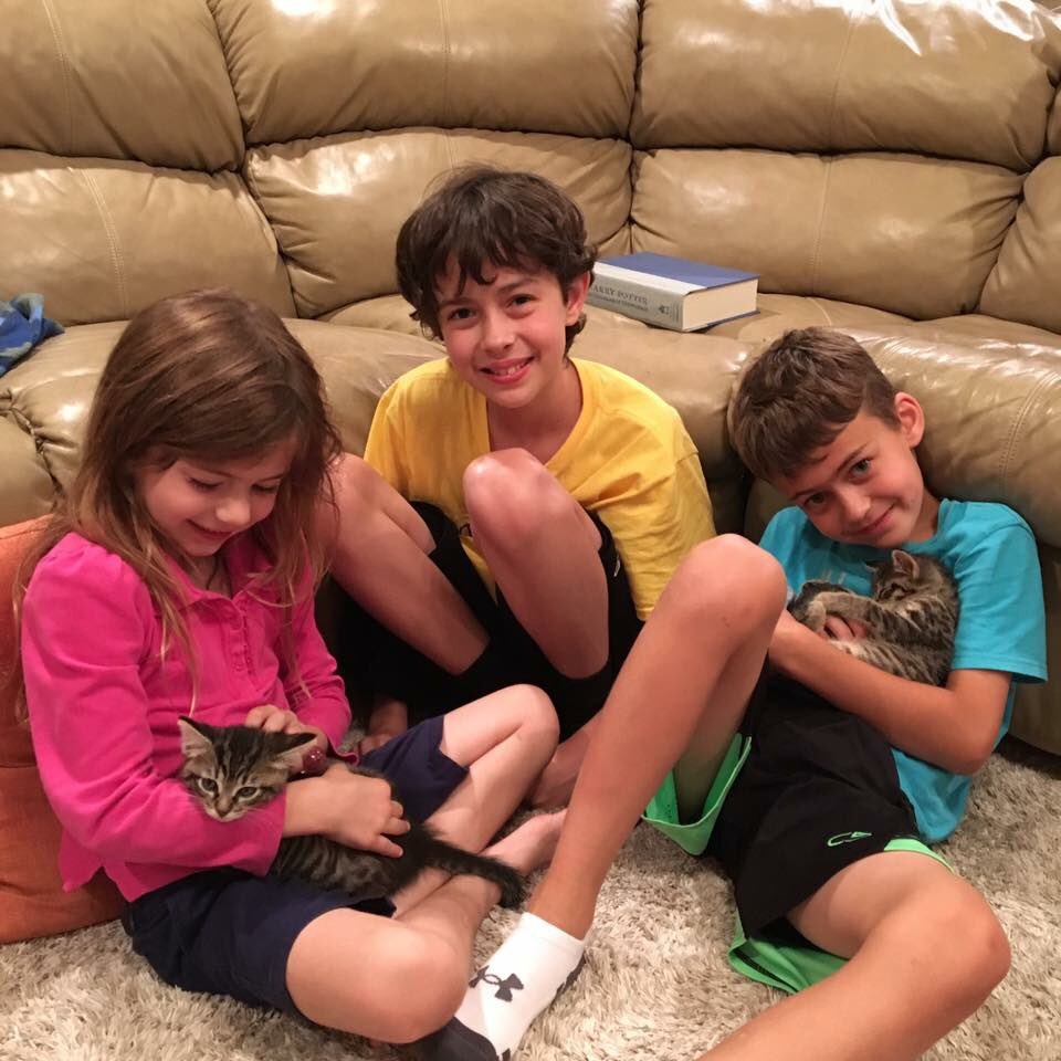 WagsFund's tweet photo. A special #caturday for #ferris and #sloane. They're together in their forever home! #wagsfund #adopted #twohappytails #betterthanone https://t.co/U0g7GEYCEm
