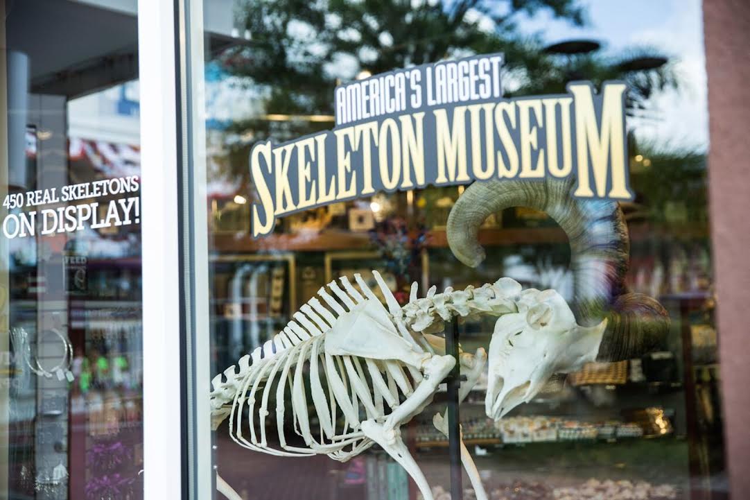 SkeletonMuseum's tweet photo. Stop by and see our over 500 REAL skeletons! Right here in #Orlando, on @idriveorlando. #SkeletonMuseum https://t.co/XvdLVWikmi