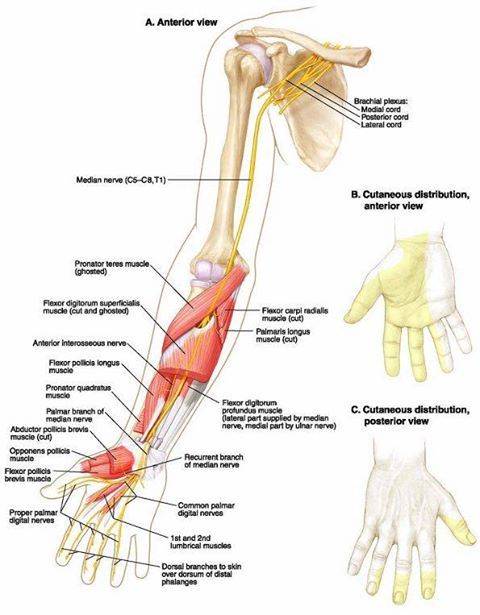 Kathy_Kaye24's tweet photo. Median Nerve Entrapment. The median nerve can be compressed at many points along its course to the wrist. More here: https://t.co/SA2reDGtXI https://t.co/psVcBPNh3L