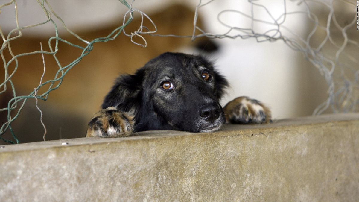 CNNEE's tweet photo. Costa Rica aprobó una ley que castiga con cárcel el maltrato de animales https://t.co/yfGax7os6B https://t.co/jiCmTVODA8
