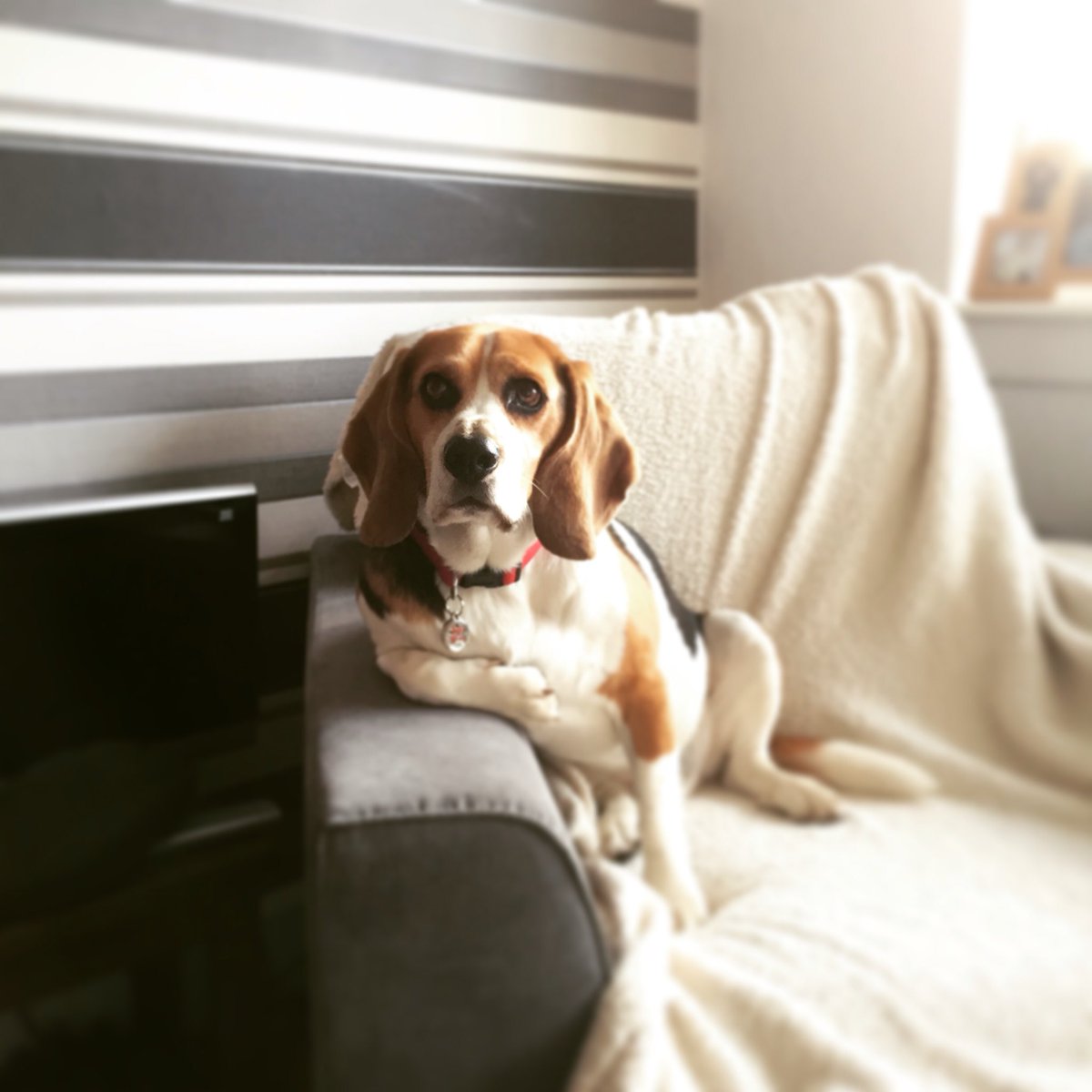 So I am climbing a 872mtr #corbett tomorrow. #easy for me and the 17 other #beagles. Will be the humans that struggle! 😂🐶❤️🏔 <a href="/beaglewelfare/">Beagle Welfare</a>