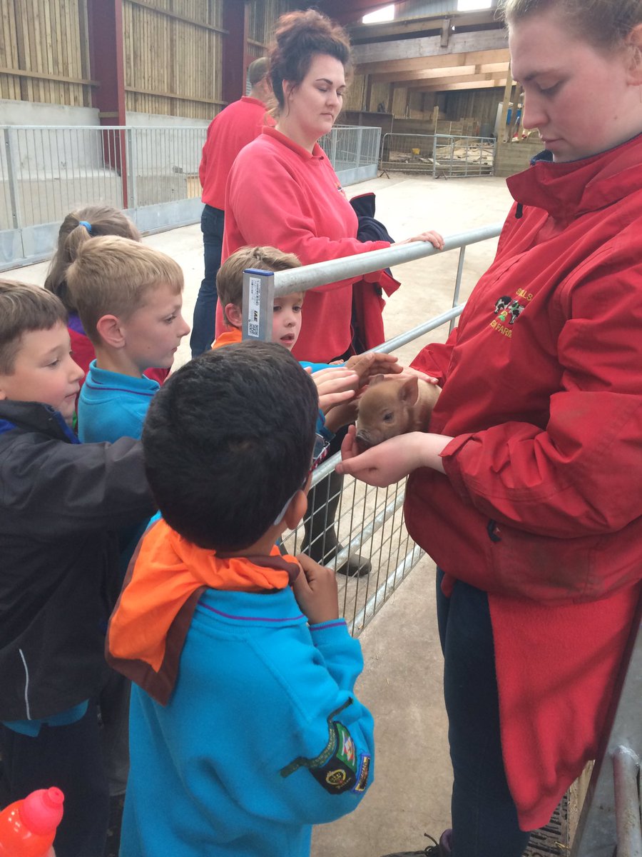 bswfsd's tweet photo. 25th Beavers thoroughly enjoyed meeting all the animals on their visit to Smithills Farm on Tuesday! https://t.co/2DB7tsRoGd