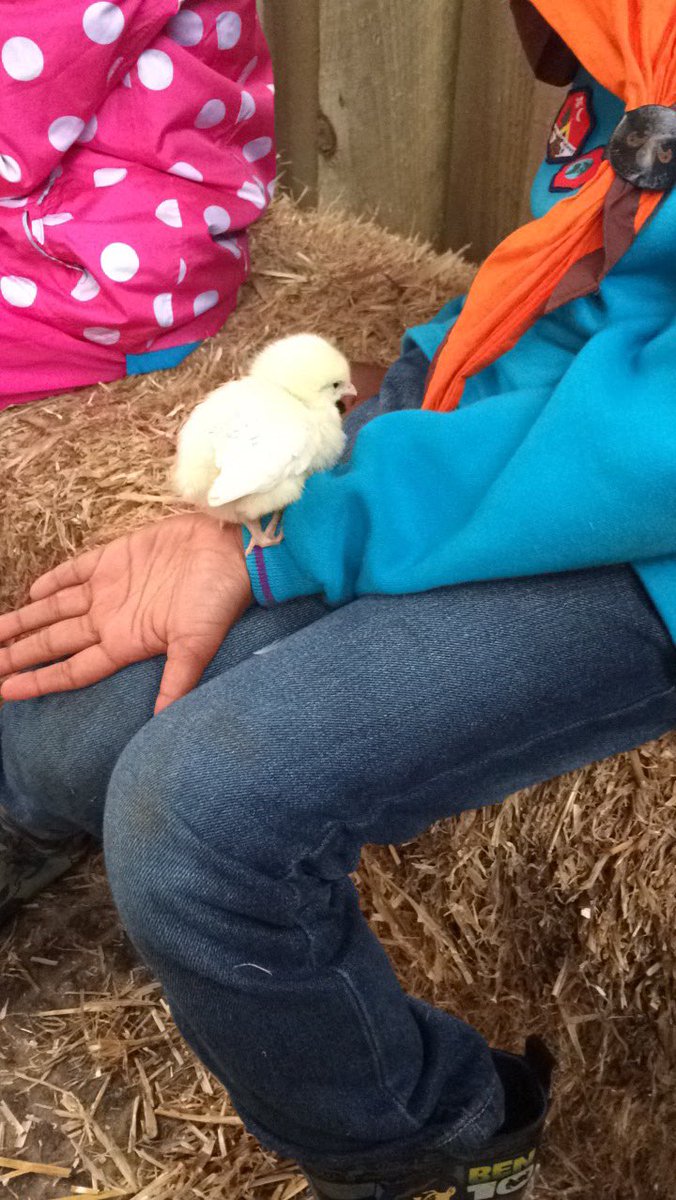 bswfsd's tweet photo. 25th Beavers thoroughly enjoyed meeting all the animals on their visit to Smithills Farm on Tuesday! https://t.co/2DB7tsRoGd