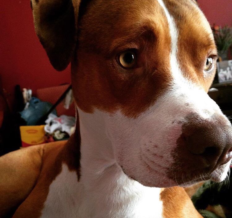 KnujeitsuA's tweet photo. My friends dog has been missing 4 hours. He's very missed. Please let me know if you see him. #findcow https://t.co/raupKnq4tM
