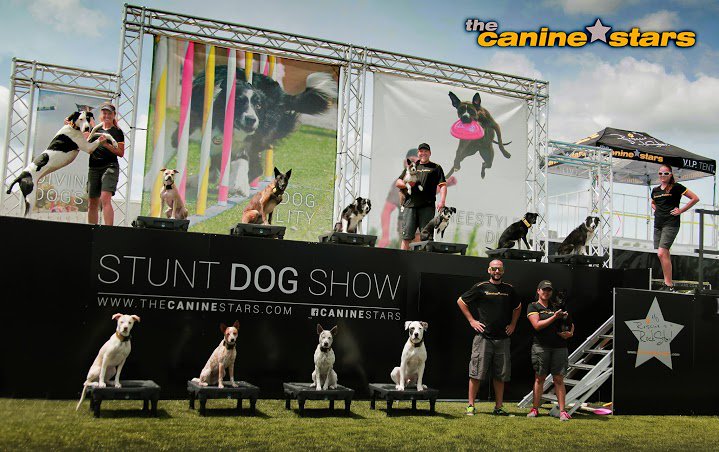 BVExhibition's tweet photo. Back for 2017 at the 98th Bulkley Valley  Exhibition @BVExhibition  - The Canine Stars!  August 24-27th, 2017 in Smithers, BC https://t.co/KUgwRvxTQ5