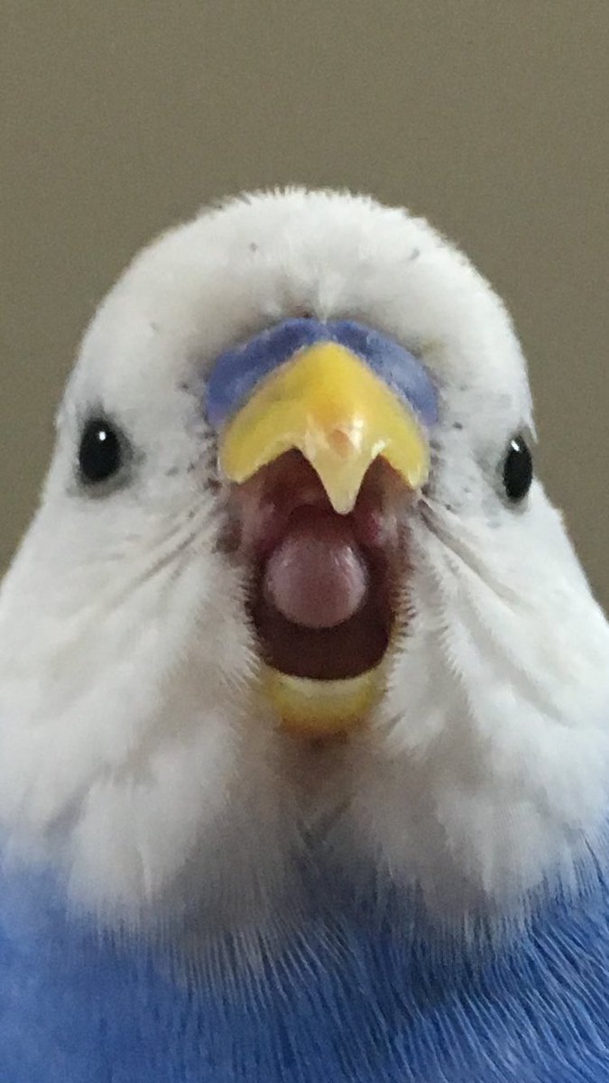 ちよこちゃん セキセイインコ Chiyo Piii Twitter