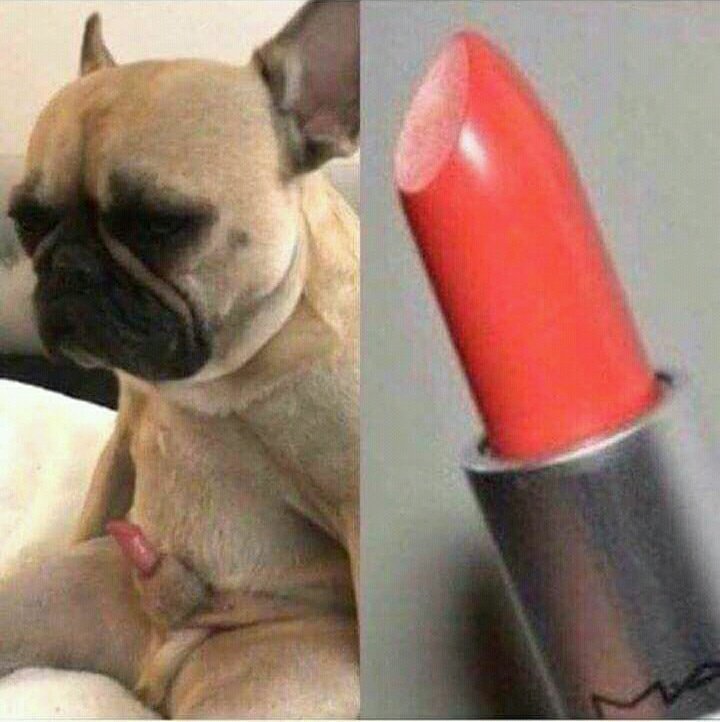 BallenaRetos's tweet photo. - Cuántos perritos más van a tener qué matar!  
Para qué ustedes damitas sé pinten su boquita cuantossśs? https://t.co/FyGWhTrl9x