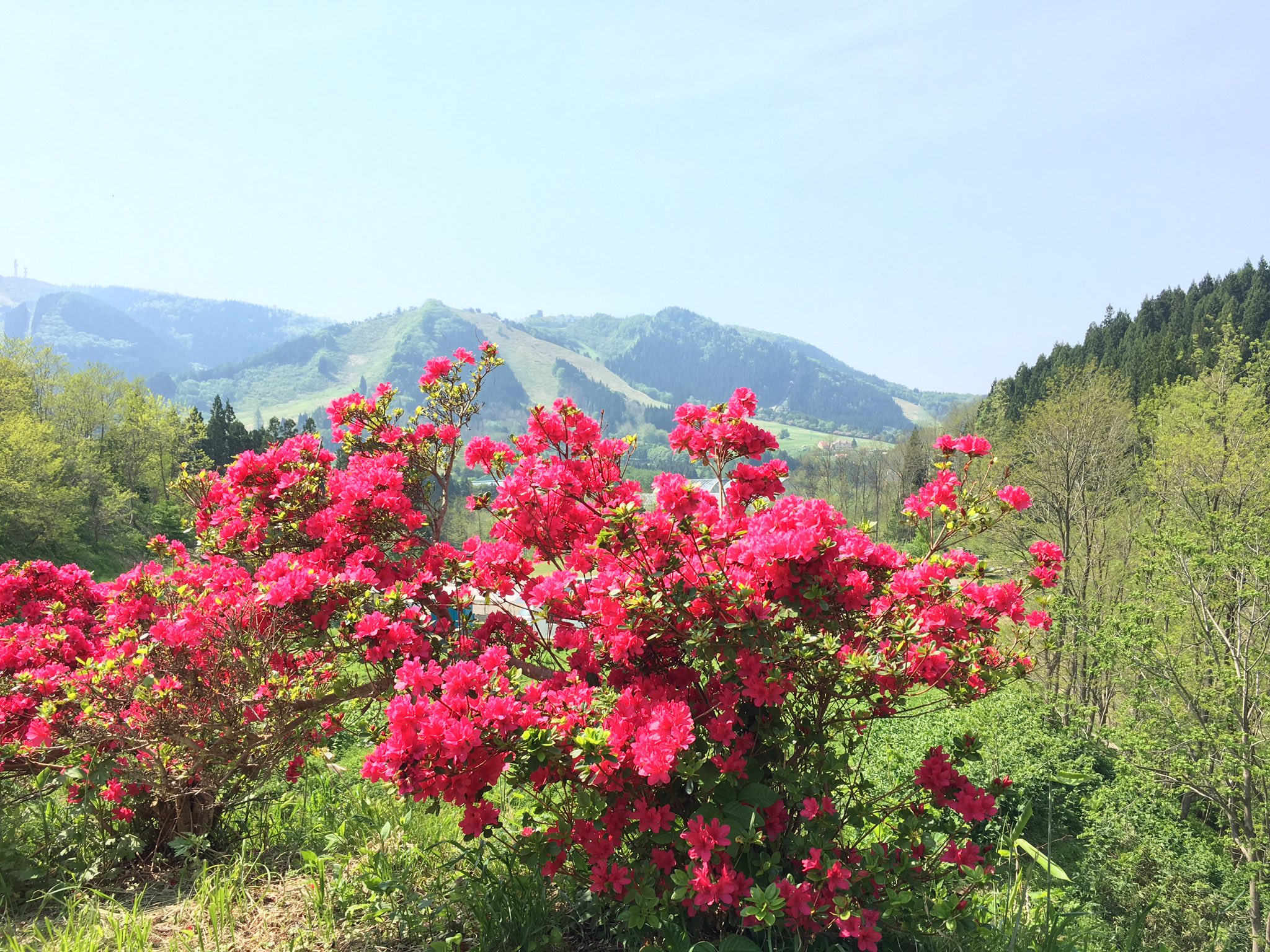 津軽為信 大鰐はツツジの名所なのじゃ 春は大鰐温泉つつじまつりをやるぞ T Co Yikevgzz0g Twitter