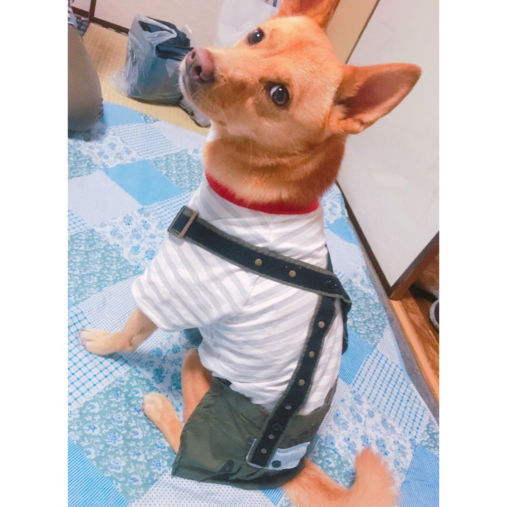 rin77_wanko's tweet photo. スカートをもらった https://t.co/p4fokOablI
