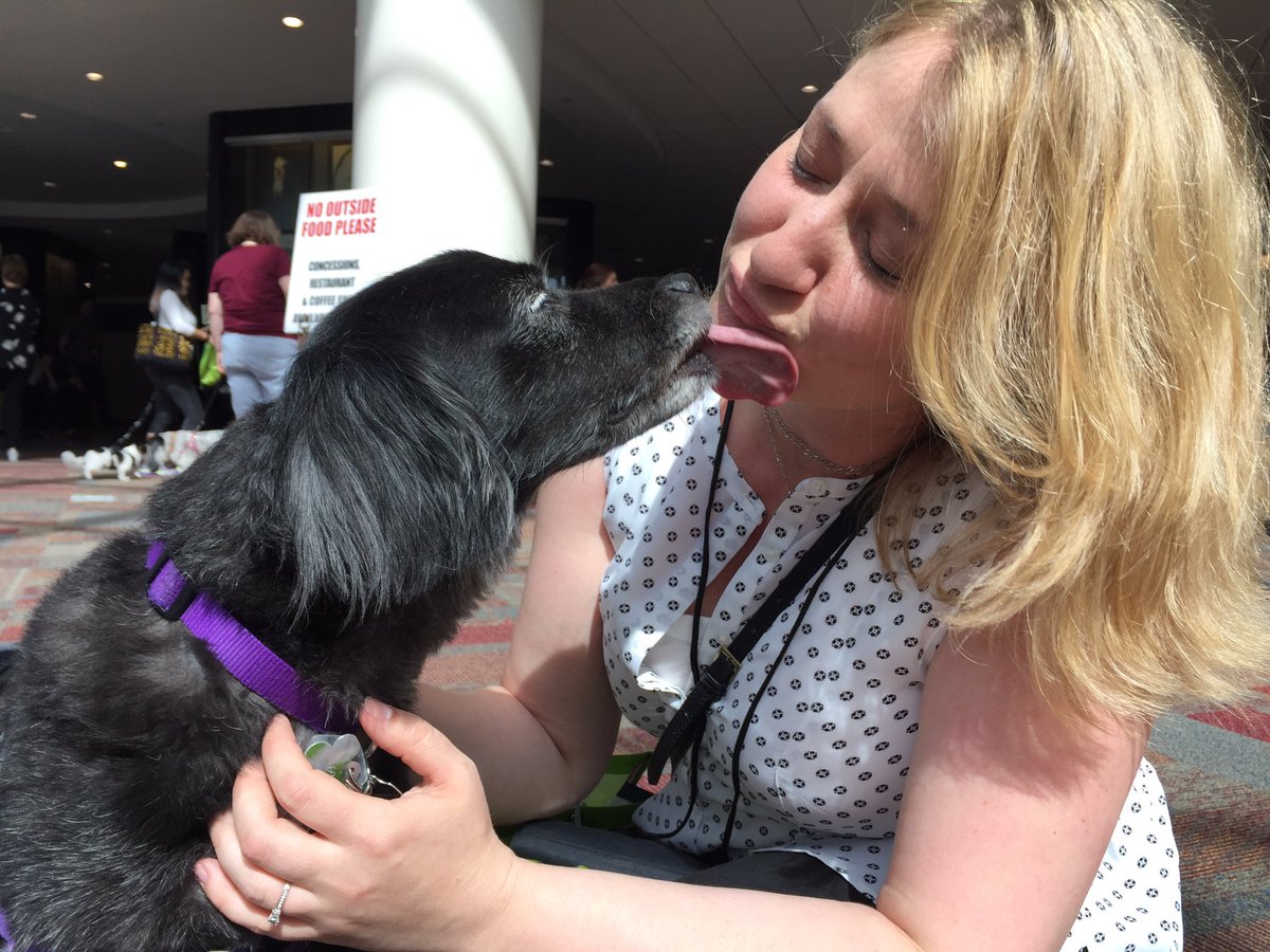 thedogonlyknows's tweet photo. I love people and I love to make them laugh. Almost as much as I love licking their faces. #BlogPaws https://t.co/T2QhTqj1CC
