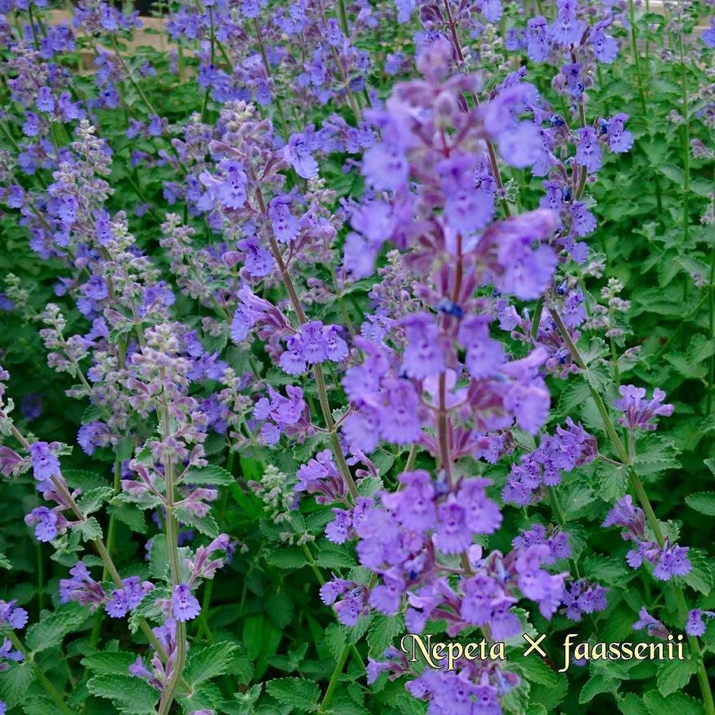 豊橋総合動植物公園 豊橋のんほいパーク Twitterissa キャットミント とてもきれいな紫の花を多数咲かせます アブラムシ対策 で コンパニオンプランツとして植えられるハーブです でも ものすごく生育がいいので他の植物が埋まってしまいそうです 気をつけて植え