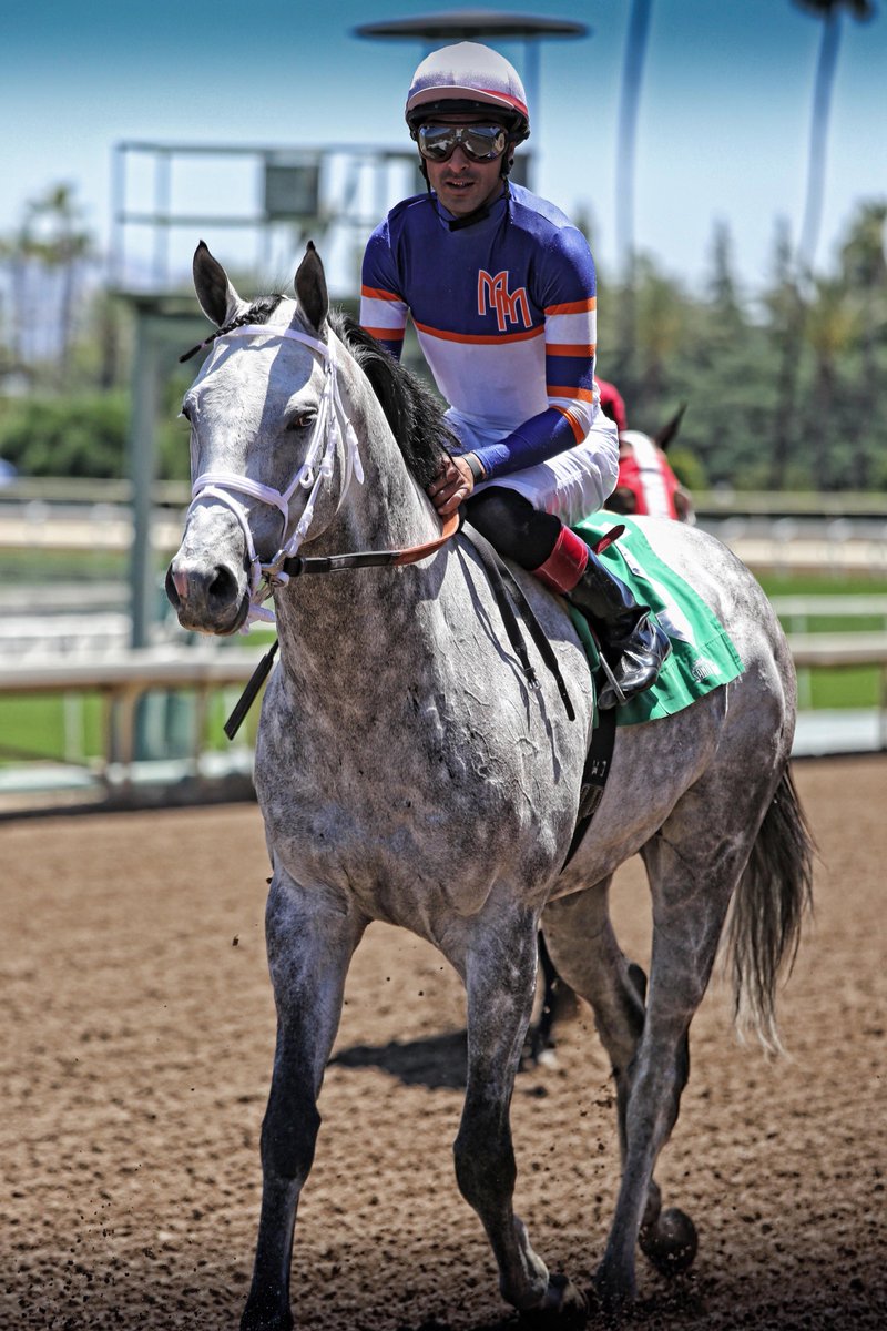 BruinLisa's tweet photo. #SmokeyImage and #GrazenSky are some sexy beasts for sure... #CrystalWaterStakes https://t.co/Zyxr4FR45j