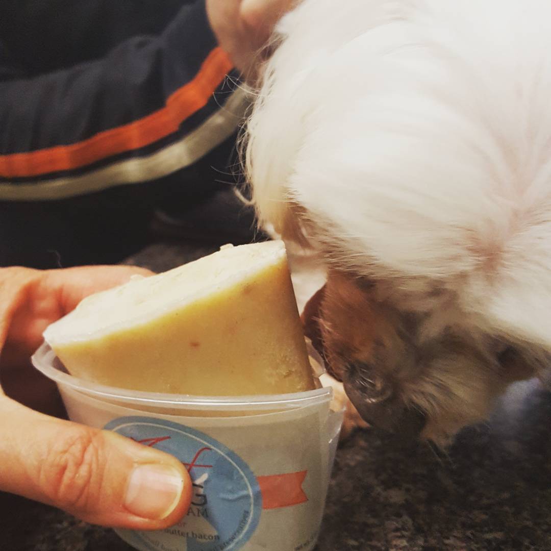 BarkBarkClub's tweet photo. No need to worry, these guys love ice cream! #livelikeroo #arrfscarf #barkbarkclub https://t.co/mQhLQc8PQz